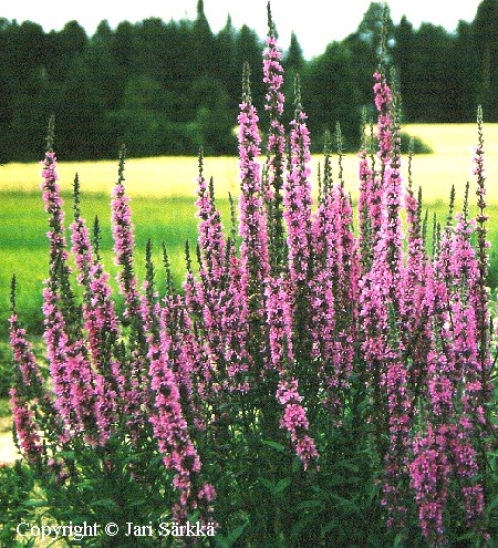  Lythrum salicaria 